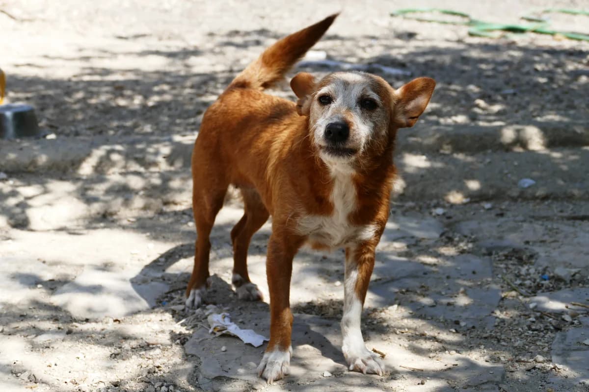 Sininho, female senior mixed breed for adoption at Abrigo Associação