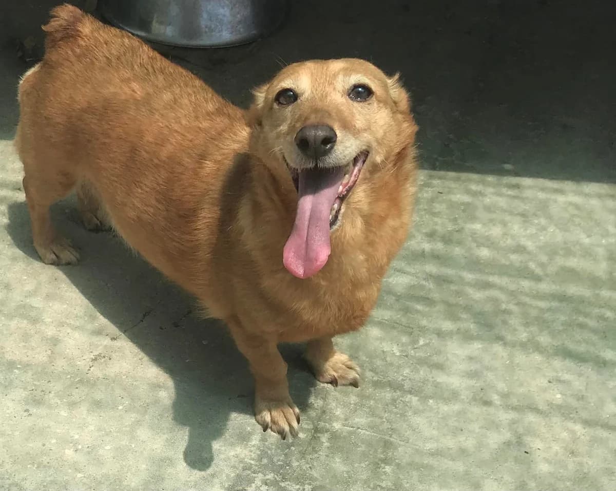 Smile,  (Abrigo Associação)