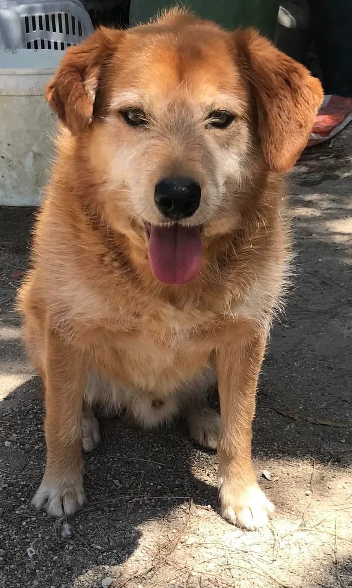 Snoopy,  (Abrigo Associação)