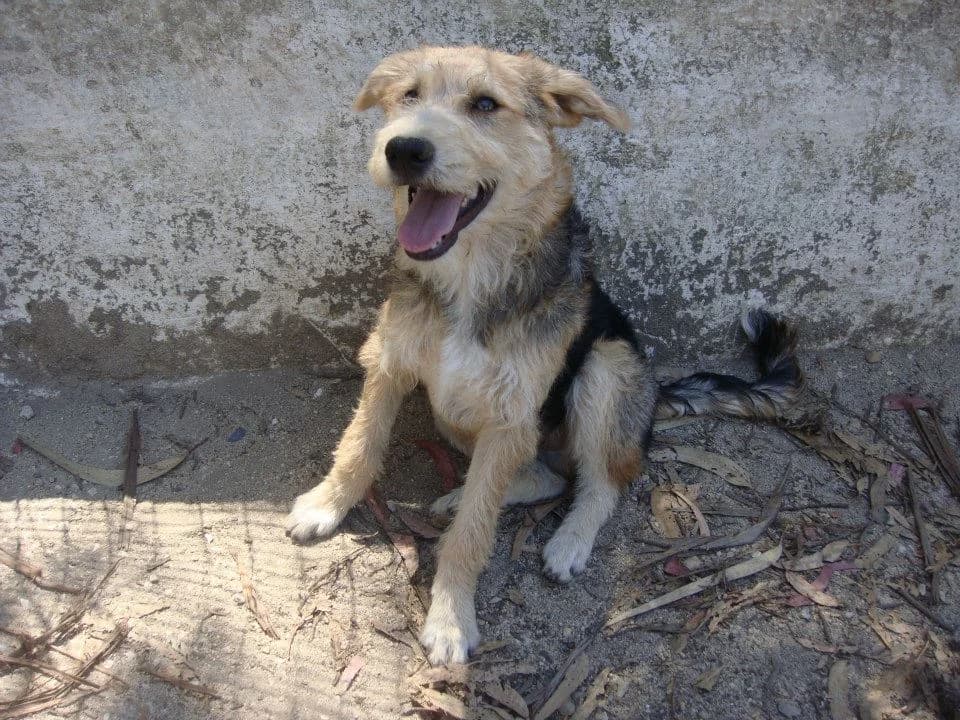 Spot, male senior mixed breed for adoption at Abrigo Associação