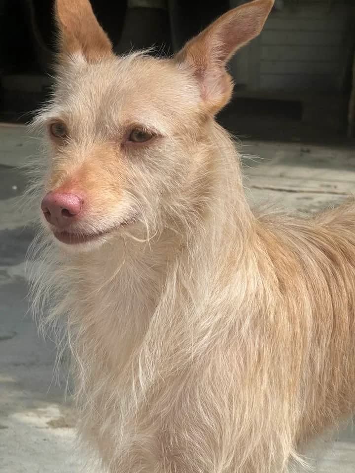 Sultana, female 3yo mixed breed for adoption at Abrigo Associação