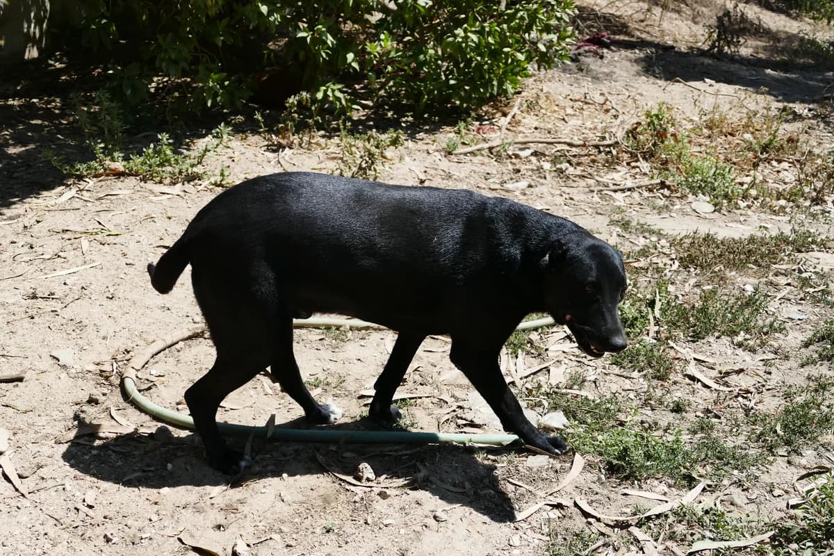 Tejo, male senior mixed breed for adoption at Abrigo Associação