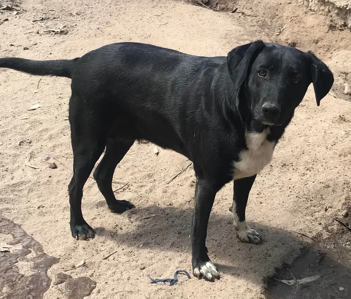 Teresa, female 7yo mixed breed for adoption at Abrigo Associação