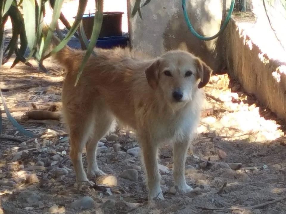 Uxa, female senior mixed breed for adoption at Abrigo Associação