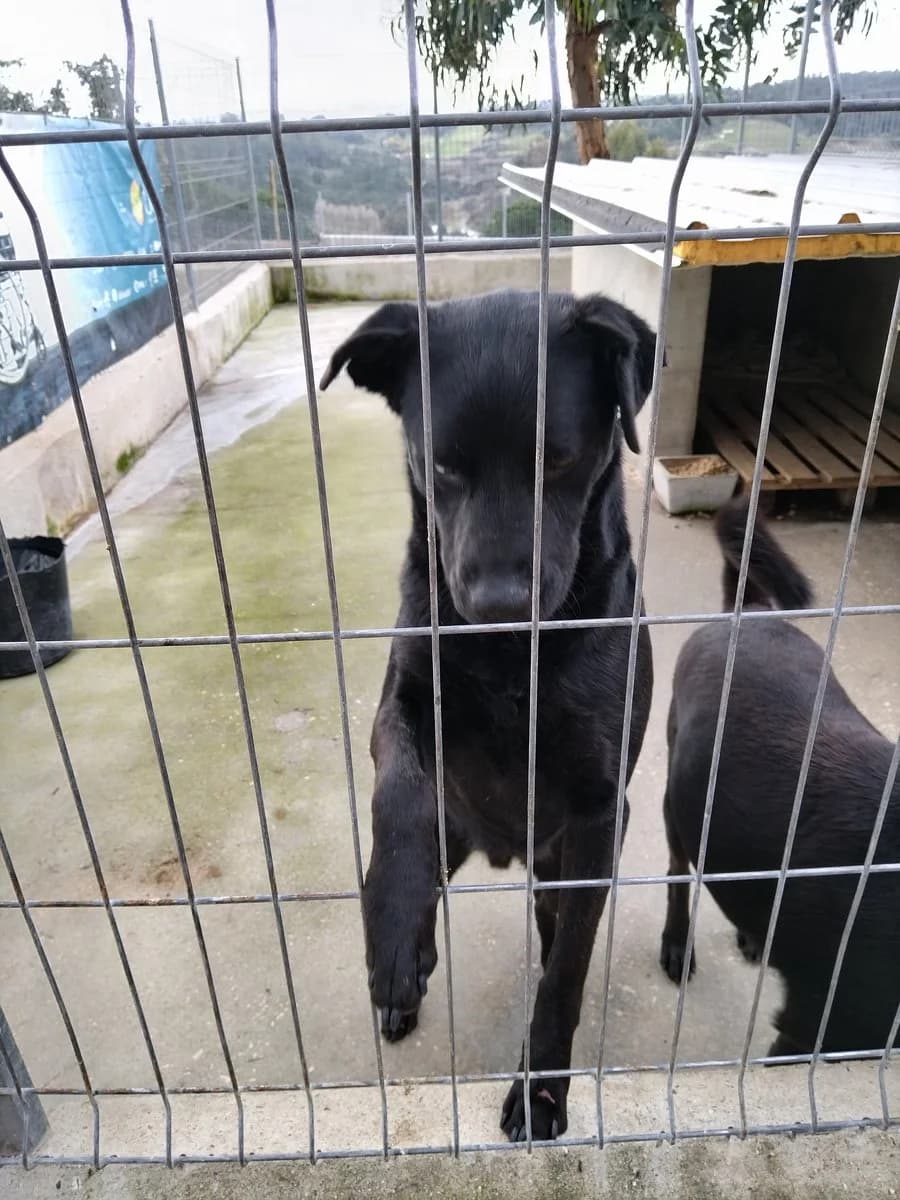 Zeus,  (Abrigo Associação)