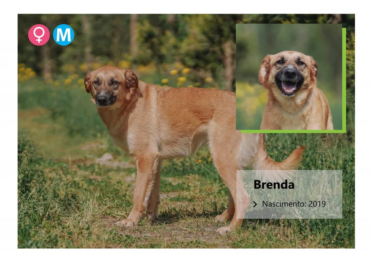 Zeus, Mixed Breed (ADAAVV)
