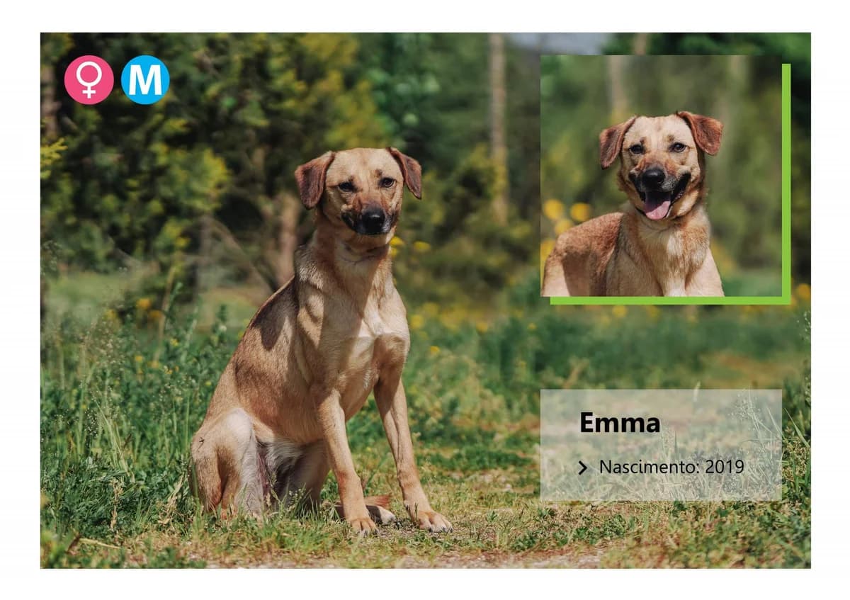 constança,  Mixed Breed for adoption at ADAAVV