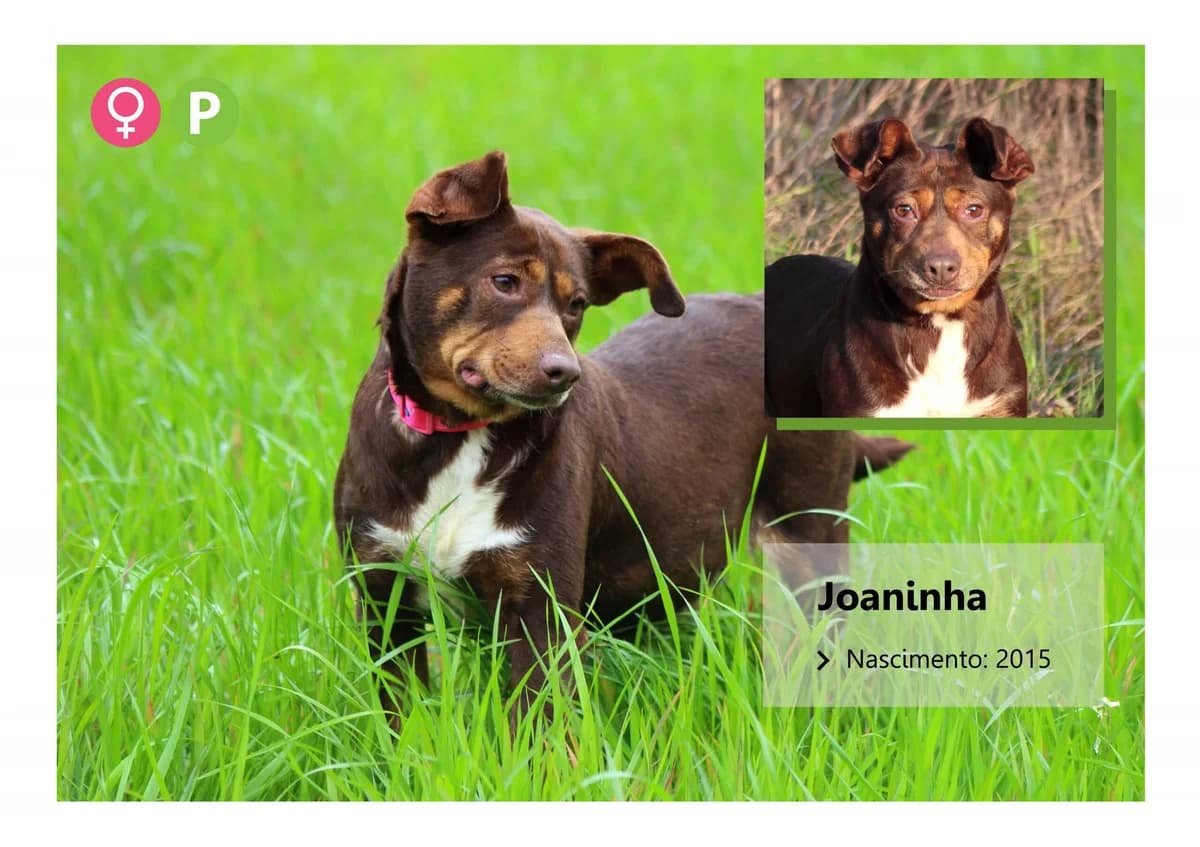 Zeus,  Mixed Breed for adoption at ADAAVV