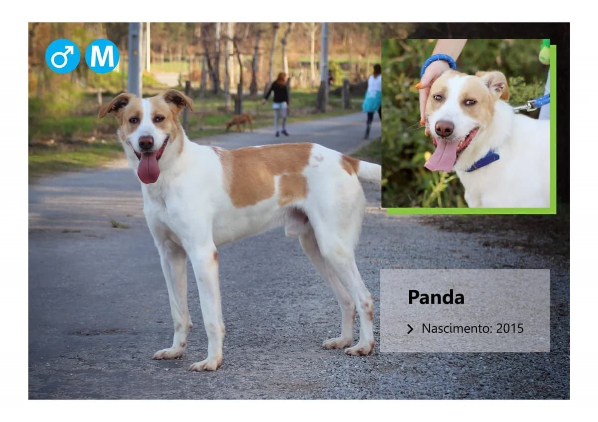 Zeus, Mixed Breed (ADAAVV)