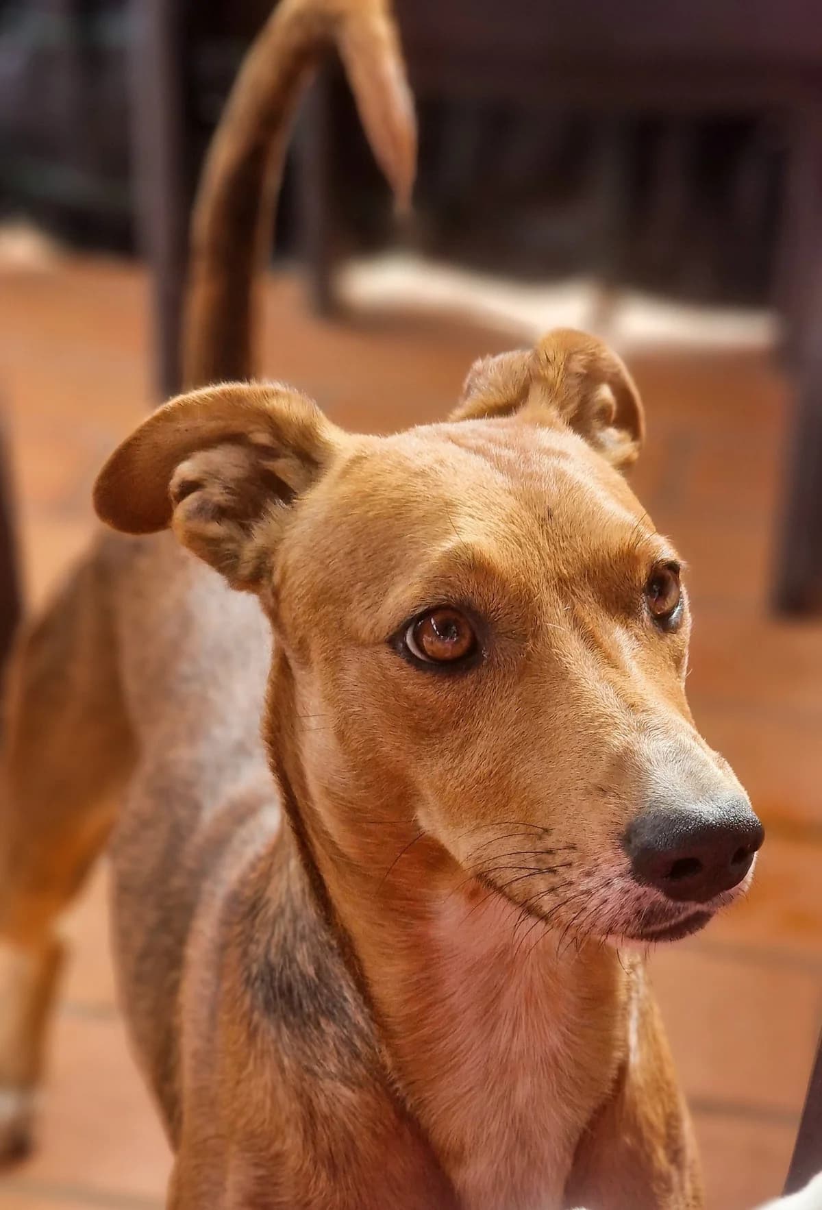 Dobie, male young Mixed Breed for adoption at A Dog's Life Rescue, Eastern Algarve