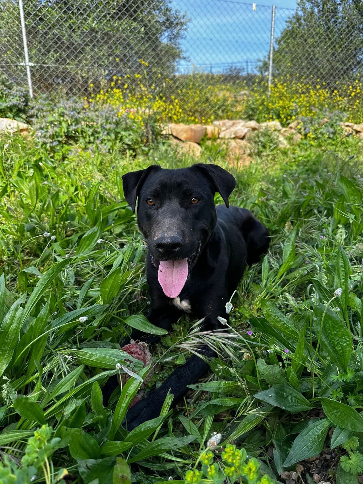 Milo, male young Mixed Breed for adoption at A Dog's Life Rescue, Eastern Algarve