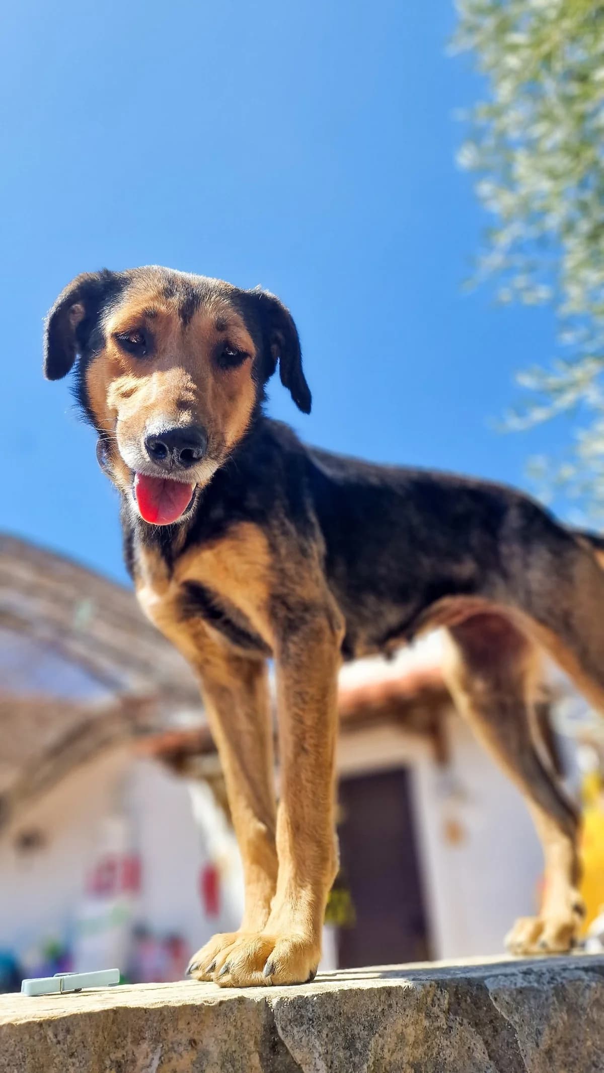 Molly, female 3yo Mixed Breed for adoption at A Dog's Life Rescue, Eastern Algarve