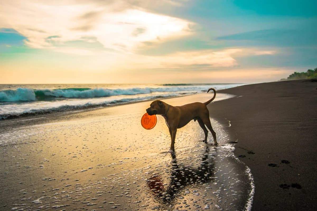 Volunteer Roles,  Mixed Breed for adoption at A Dog's Life Rescue, Eastern Algarve