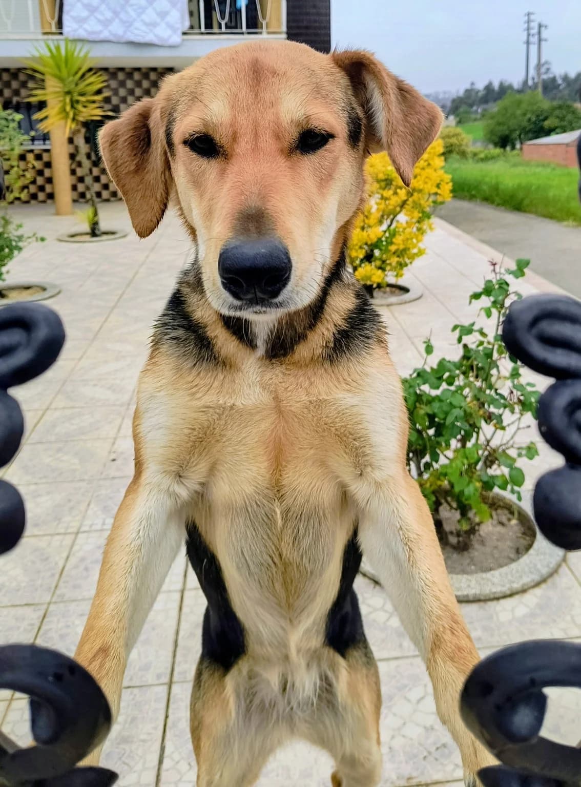Cristina, Laranja e Preto female mixed breed for adoption at Adopta-me, Lisbon