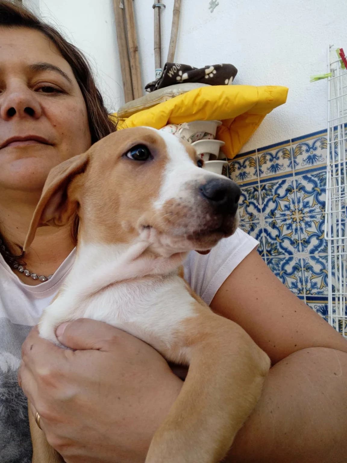 Ozzy, Castanho e Branco male mixed breed for adoption at Adopta-me, Lisbon