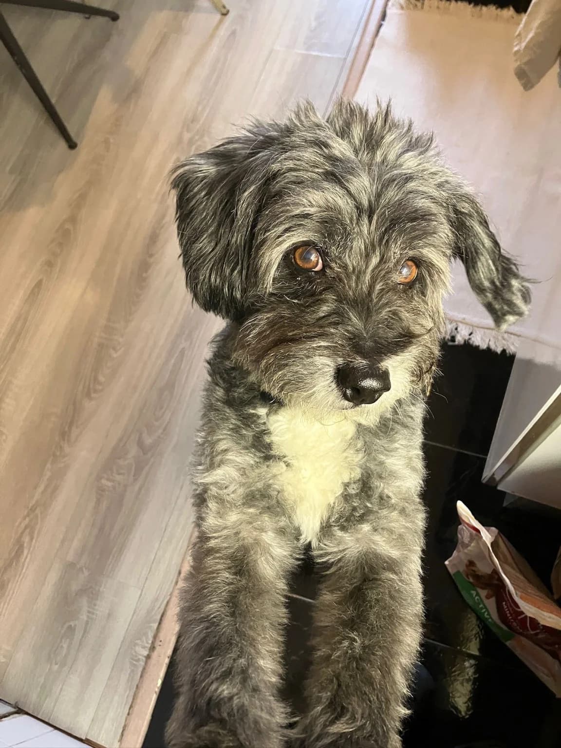 Xinho, Cinzento male Poodle for adoption at Adopta-me, Lisbon