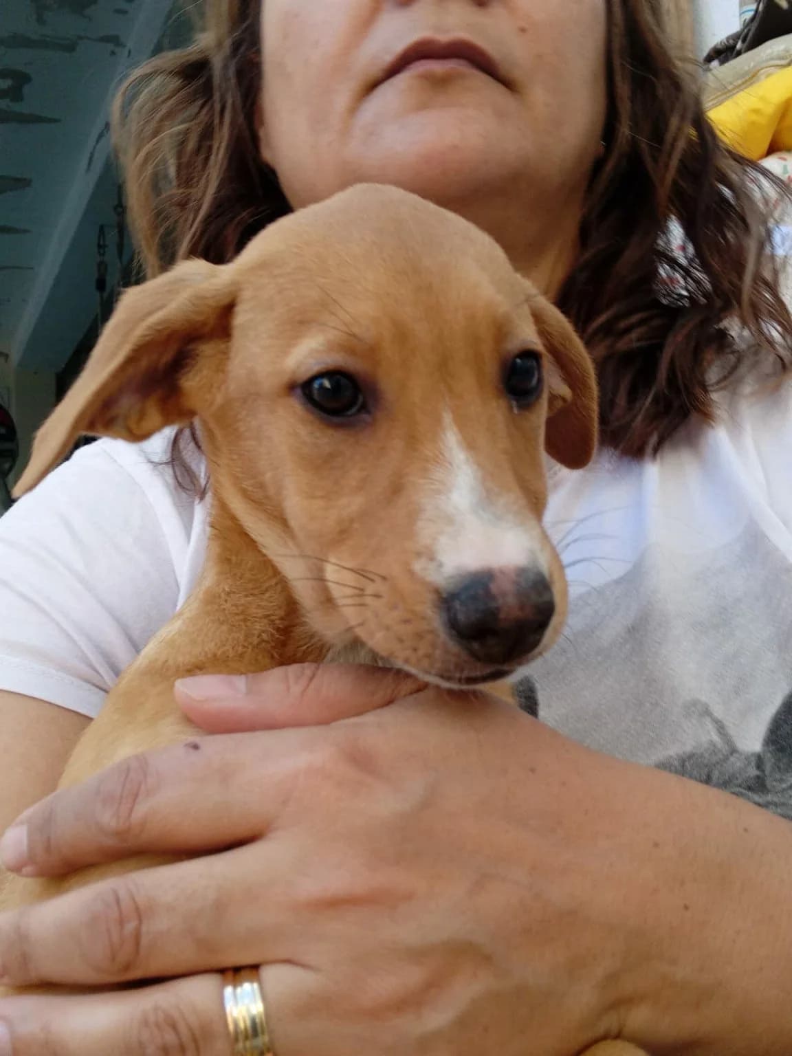 Rosita, Castanho e Branco female mixed breed for adoption at Adopta-me, Lisbon