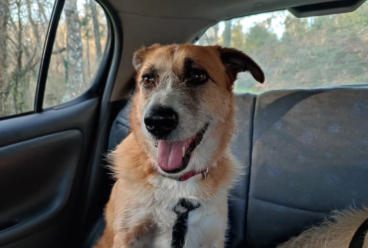 Nya, female 7yo Mixed Breed for adoption at Adoption Dogs Portugal, Portugal