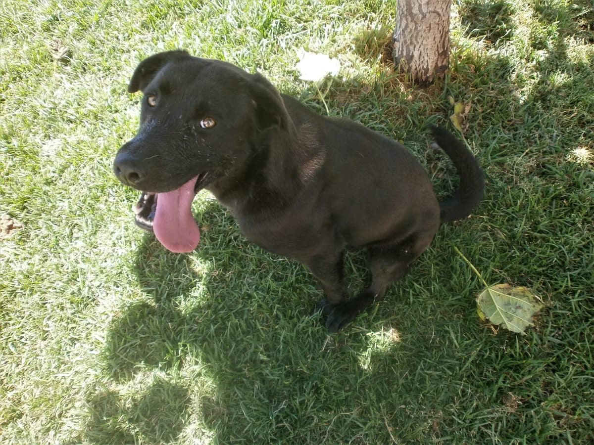 Abby,  Mixed Breed for adoption at Lucky Paws North Macedonia, Skopje