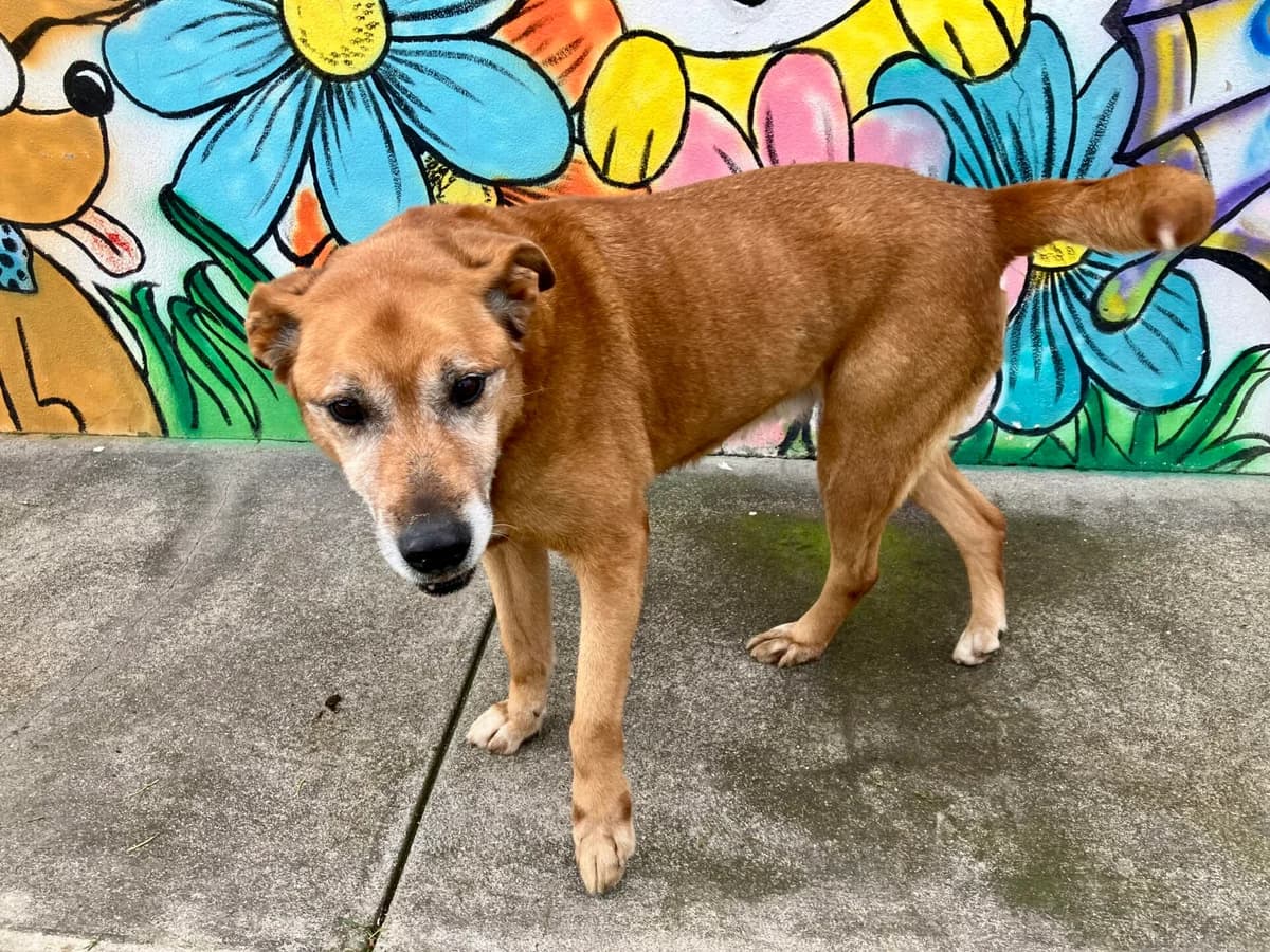 Ambar, female young Mixed Breed for adoption at AFAMA Faial