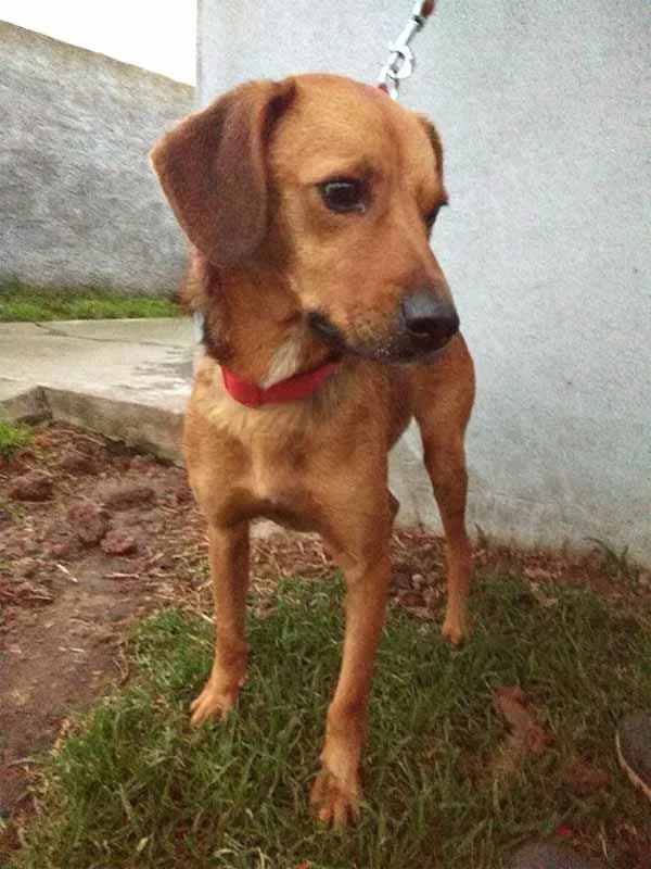 Baco, male senior Mixed Breed for adoption at AFAMA Faial