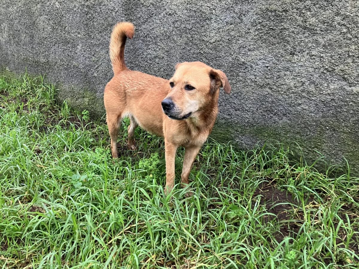 Becky, female young Mixed Breed for adoption at AFAMA Faial