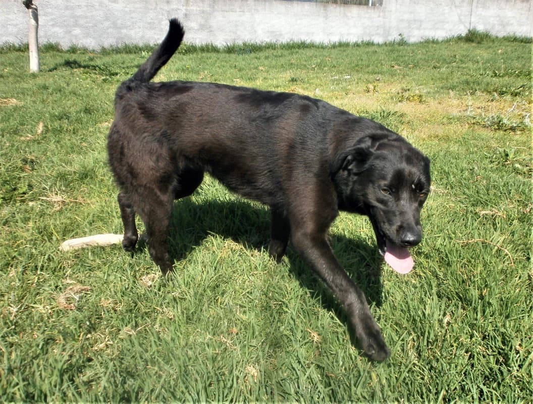 Bella, female 7yo Mixed Breed for adoption at AFAMA Faial