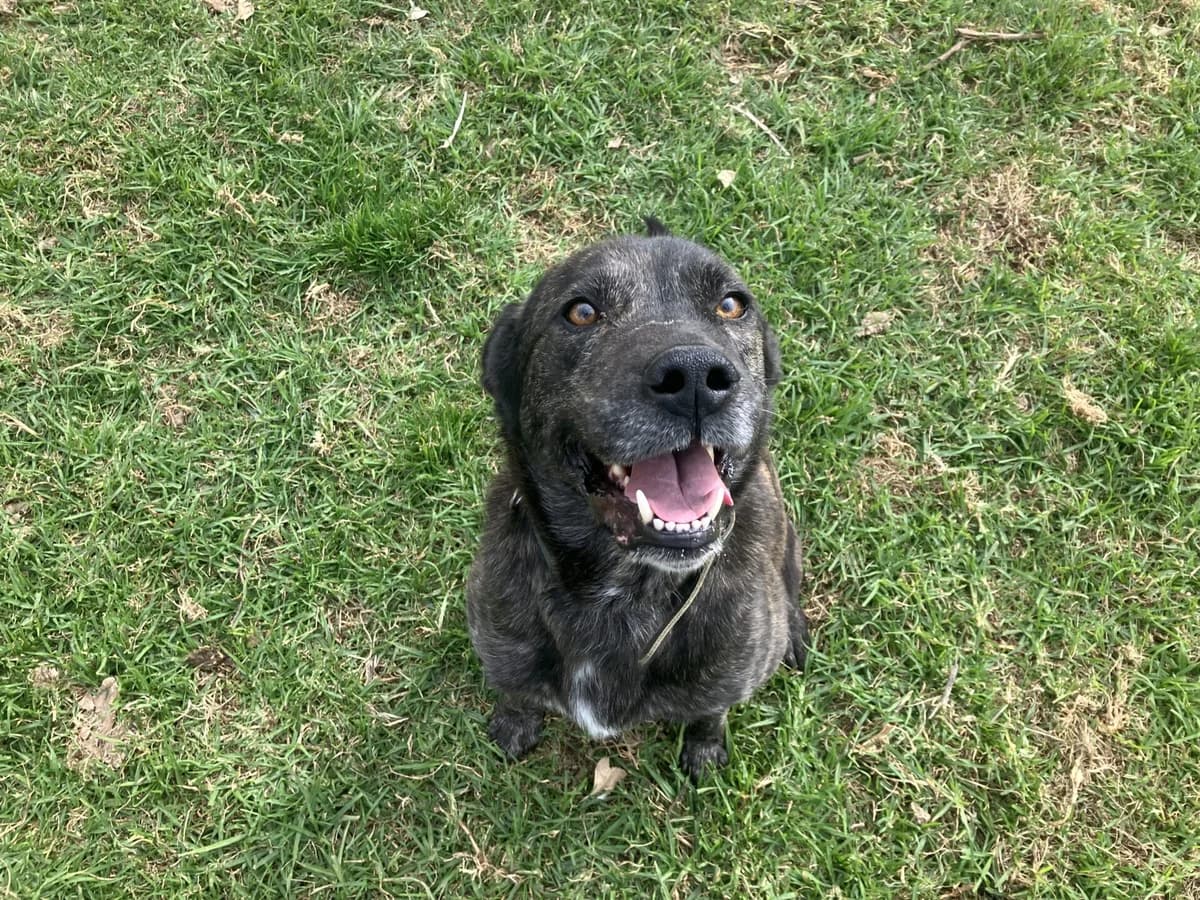 Ben, male 7yo Mixed Breed for adoption at AFAMA Faial