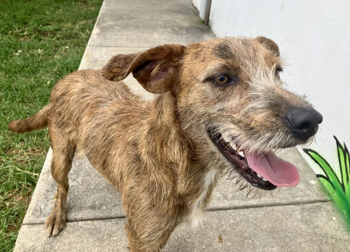 Bia, female 5yo Mixed Breed for adoption at AFAMA Faial