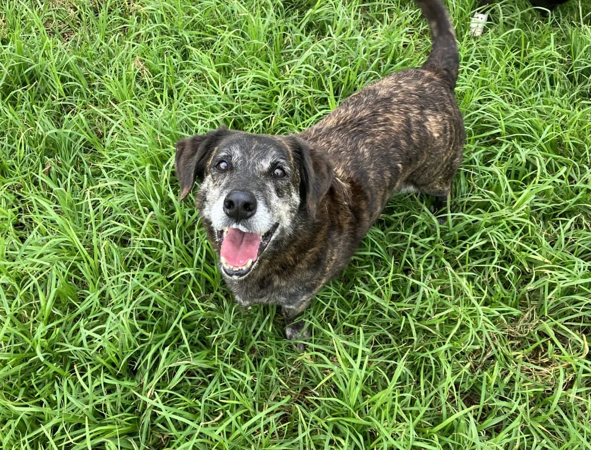 Bingo, male senior Mixed Breed for adoption at AFAMA Faial
