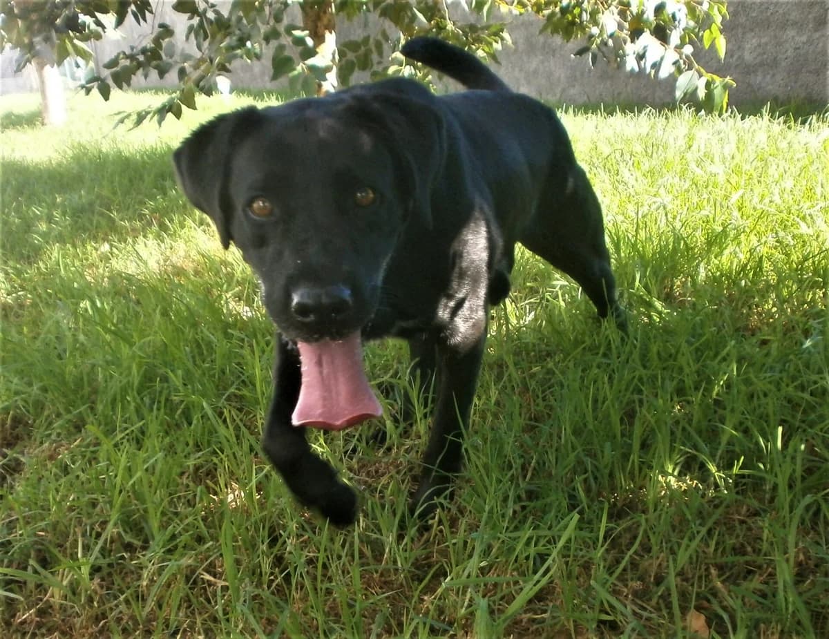 Bonnie, male senior Mixed Breed for adoption at AFAMA Faial