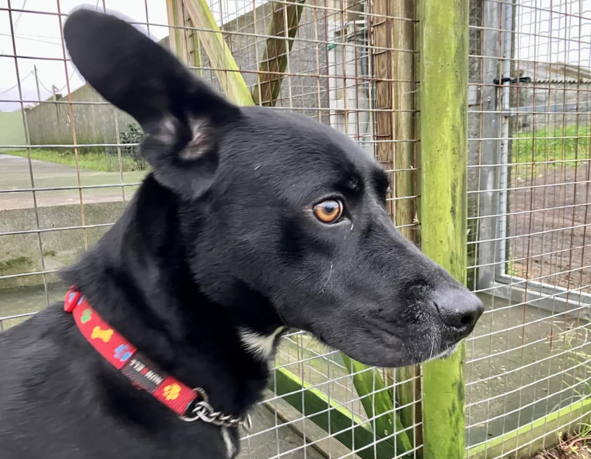 Calçado, male 6yo Mixed Breed for adoption at AFAMA Faial
