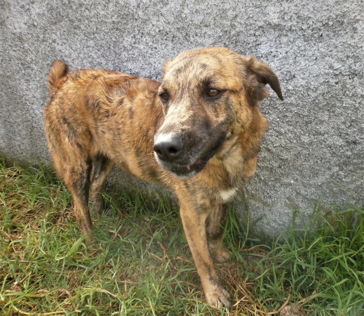 Canela, female 7yo Mixed Breed for adoption at AFAMA Faial
