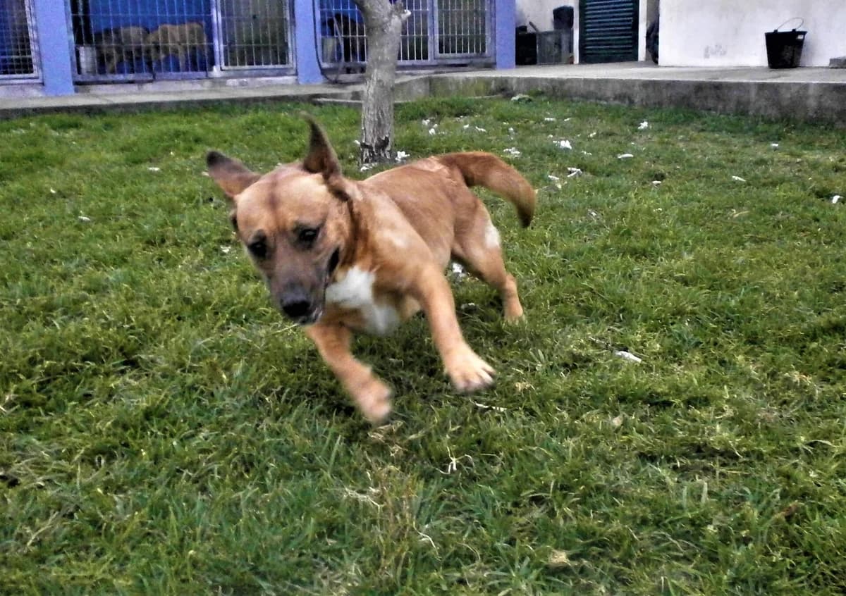 Caramela, female senior Mixed Breed for adoption at AFAMA Faial