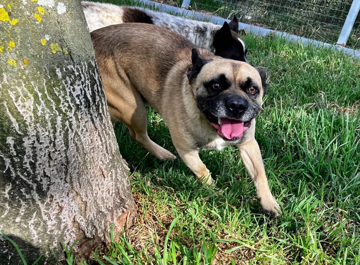 Caramelinho, male 3yo Mixed Breed for adoption at AFAMA Faial
