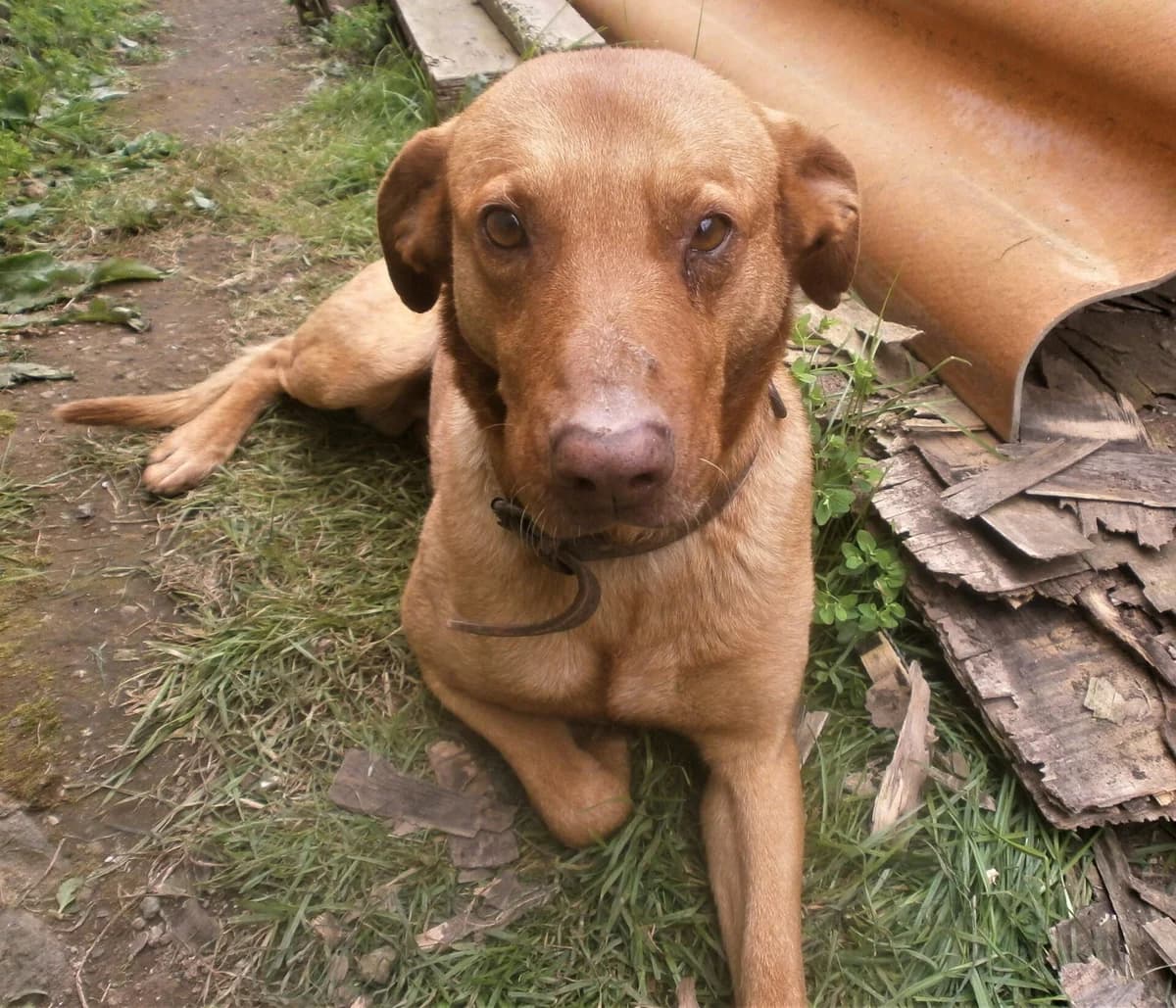 Caramelo, male 7yo Mixed Breed for adoption at AFAMA Faial
