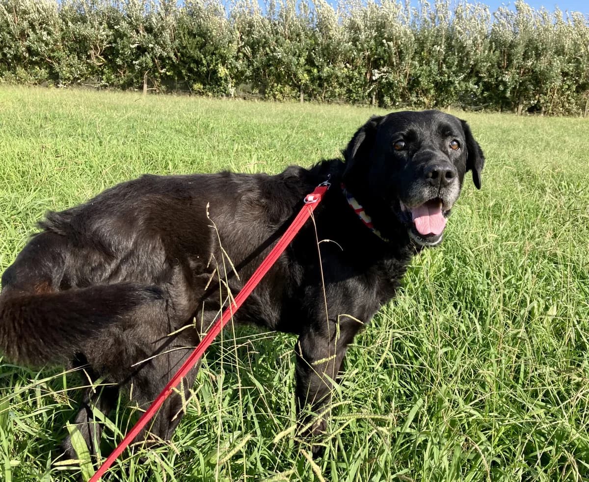 Charlie, male senior Mixed Breed for adoption at AFAMA Faial
