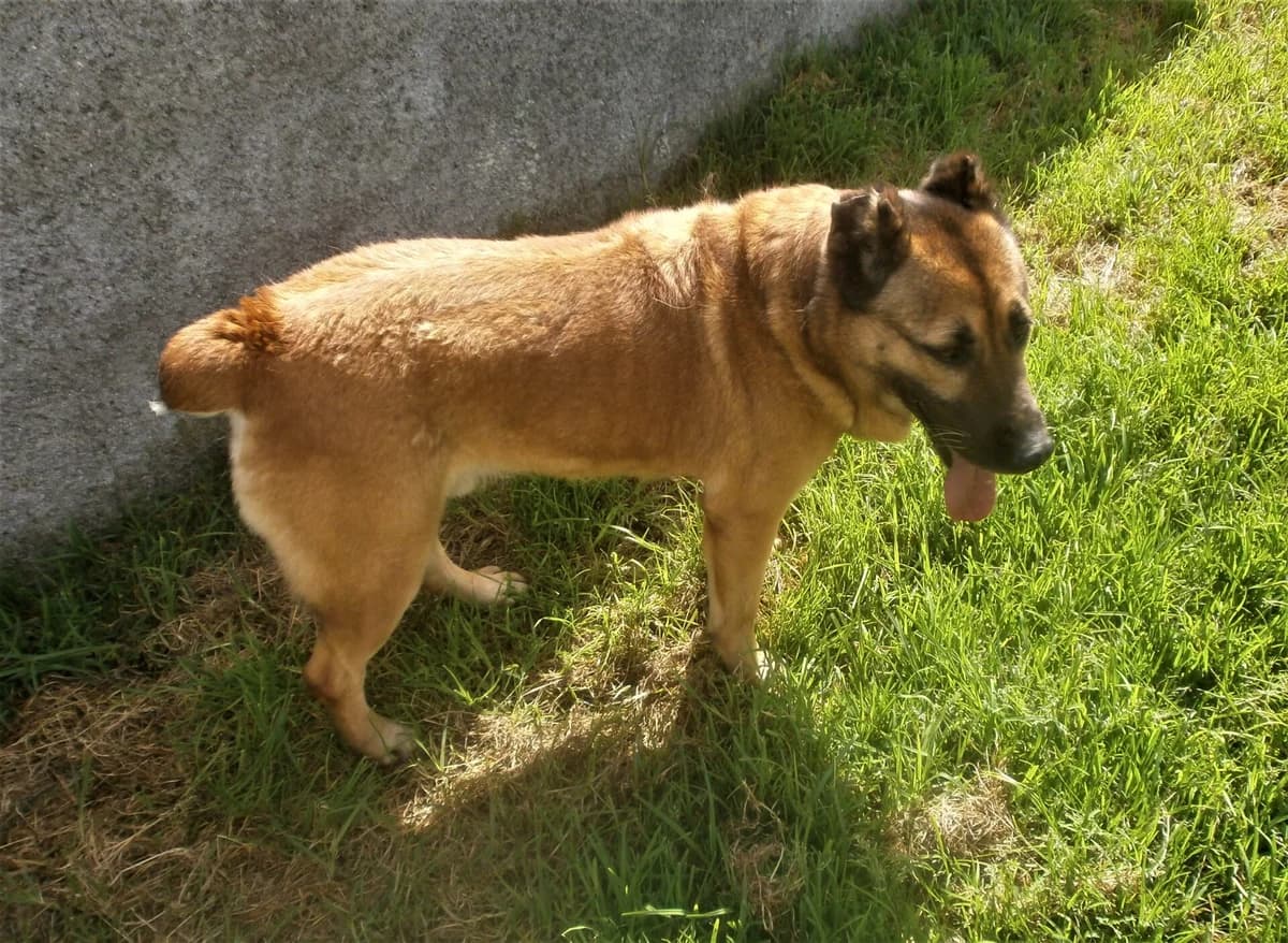 Chico, male senior Mixed Breed for adoption at AFAMA Faial