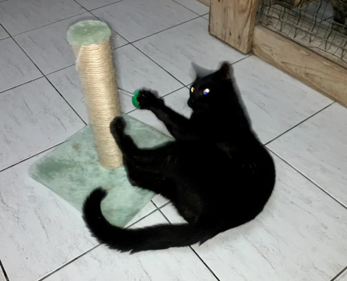 Loki, male young Mixed Breed for adoption at AFAMA Faial