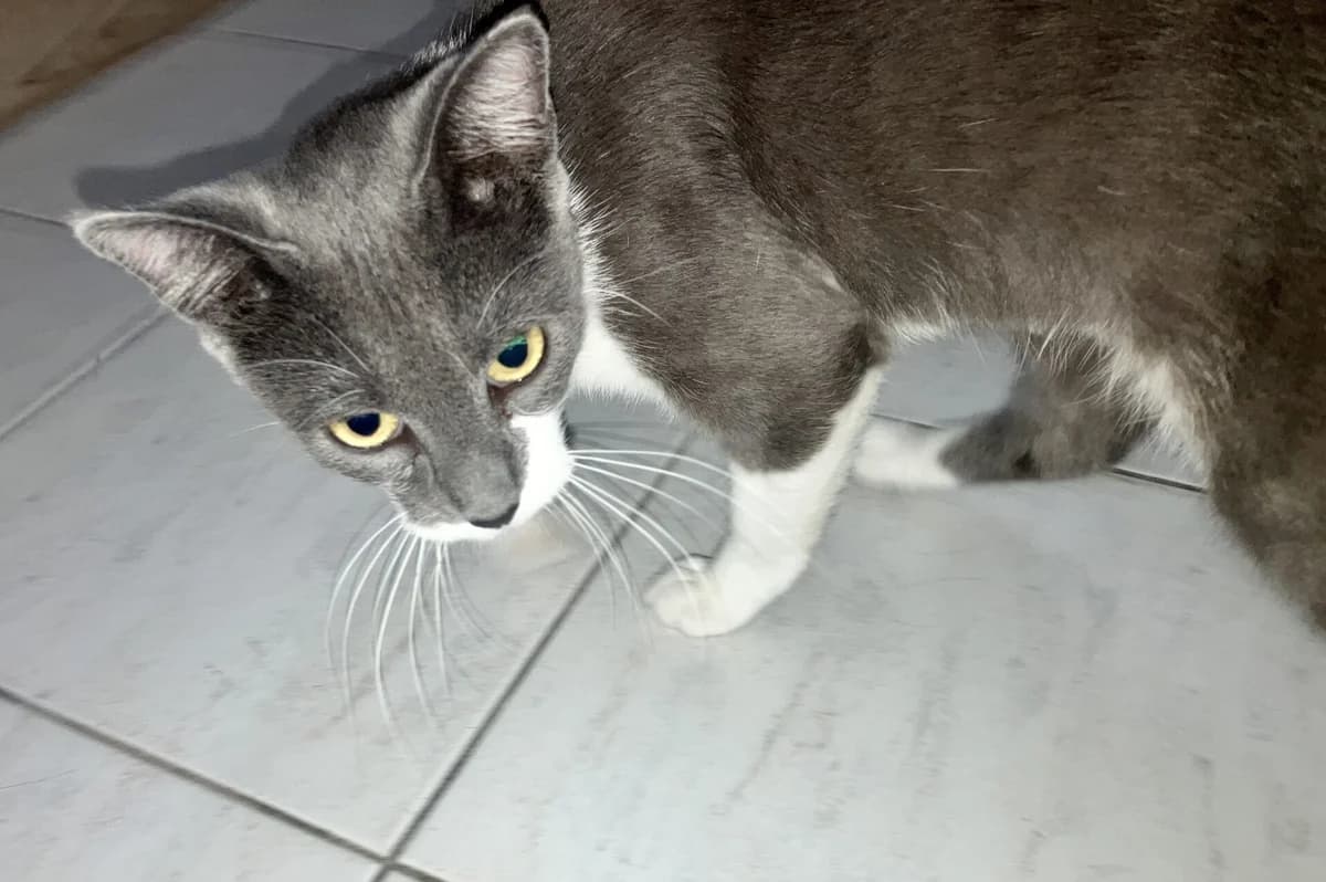 Lucía, female 3yo Mixed Breed for adoption at AFAMA Faial