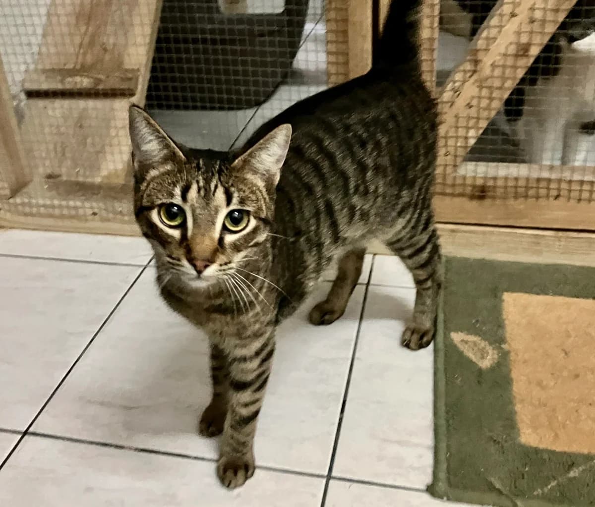 Tigrado, male young Mixed Breed for adoption at AFAMA Faial