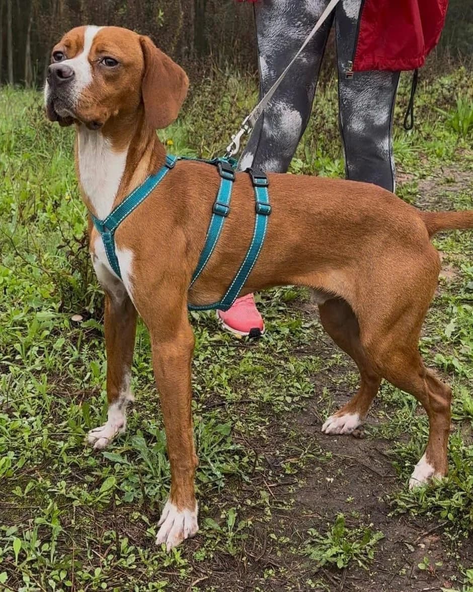 Madonna, Mixed Breed (Amigo Fiel Bombarral)