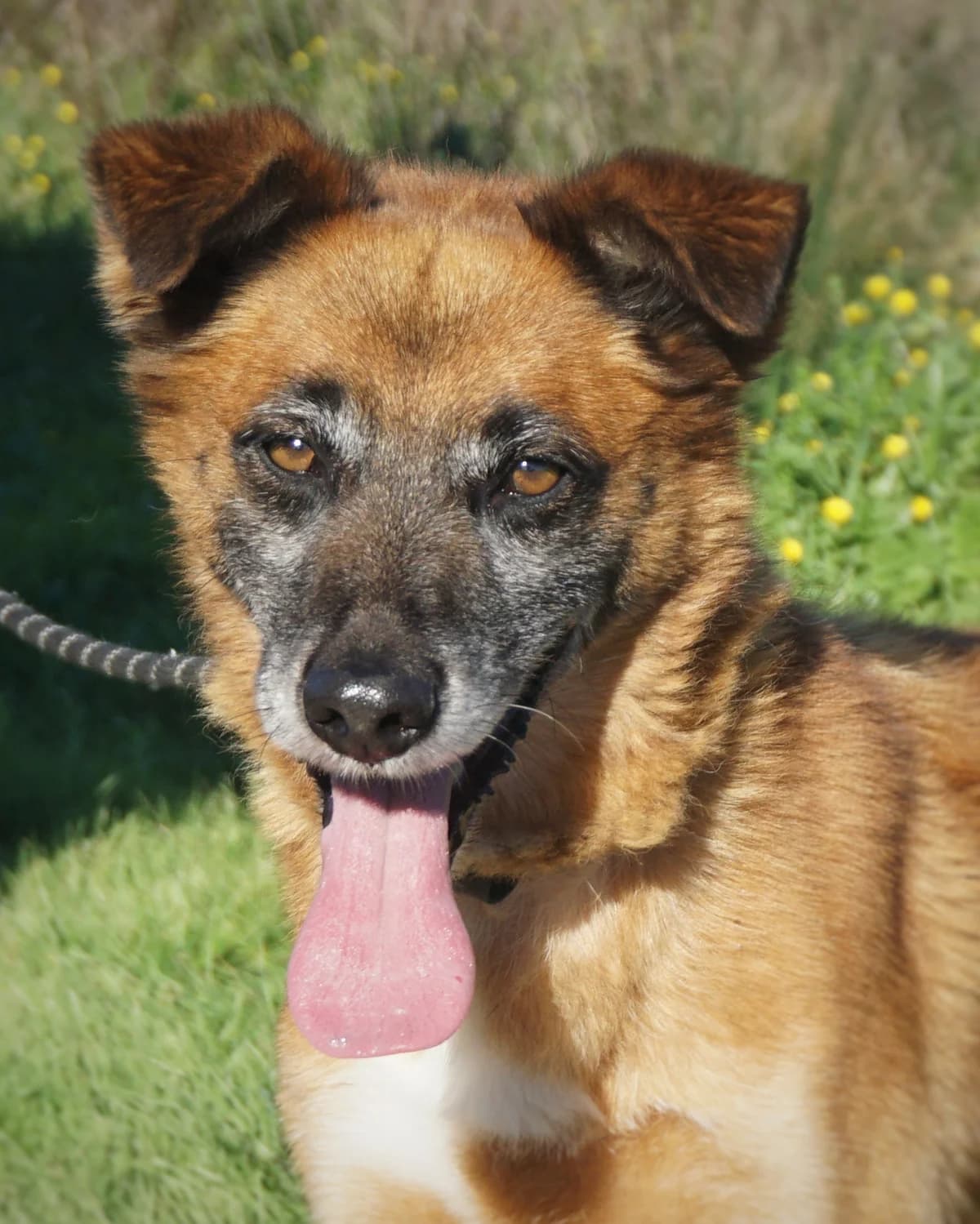 Dillon, male senior Mixed Breed for adoption at Amigo Fiel Bombarral