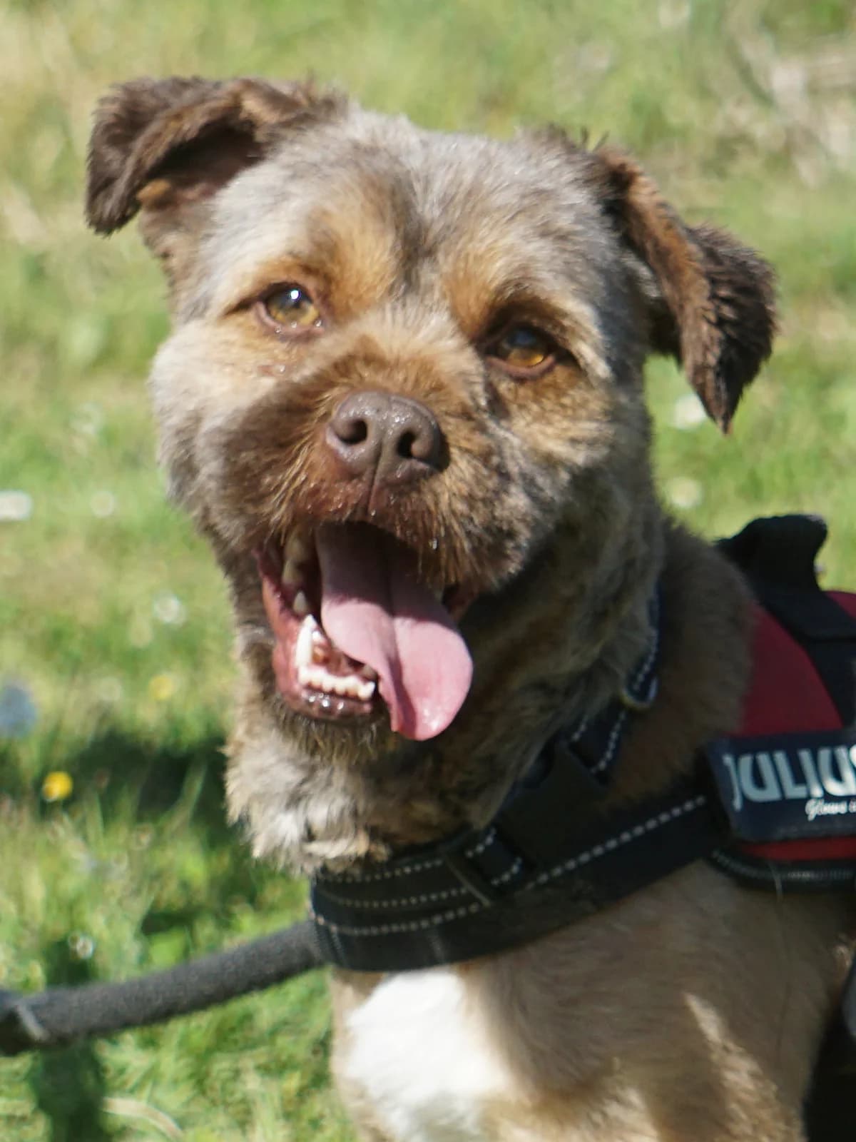 Buddy, male Mixed Breed for adoption at Amigo Fiel Bombarral