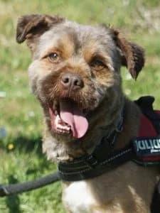 Buddy, male Mixed Breed for adoption at Amigo Fiel Bombarral — photo 2 of 2