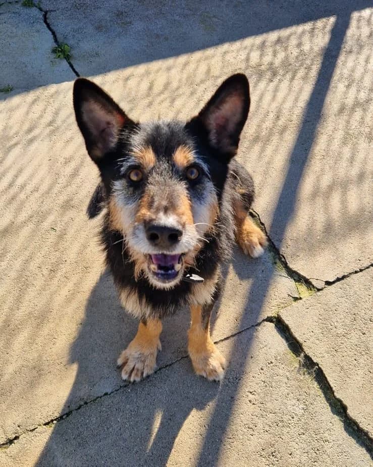 Cacau, male Mixed Breed for adoption at Amigo Fiel Bombarral