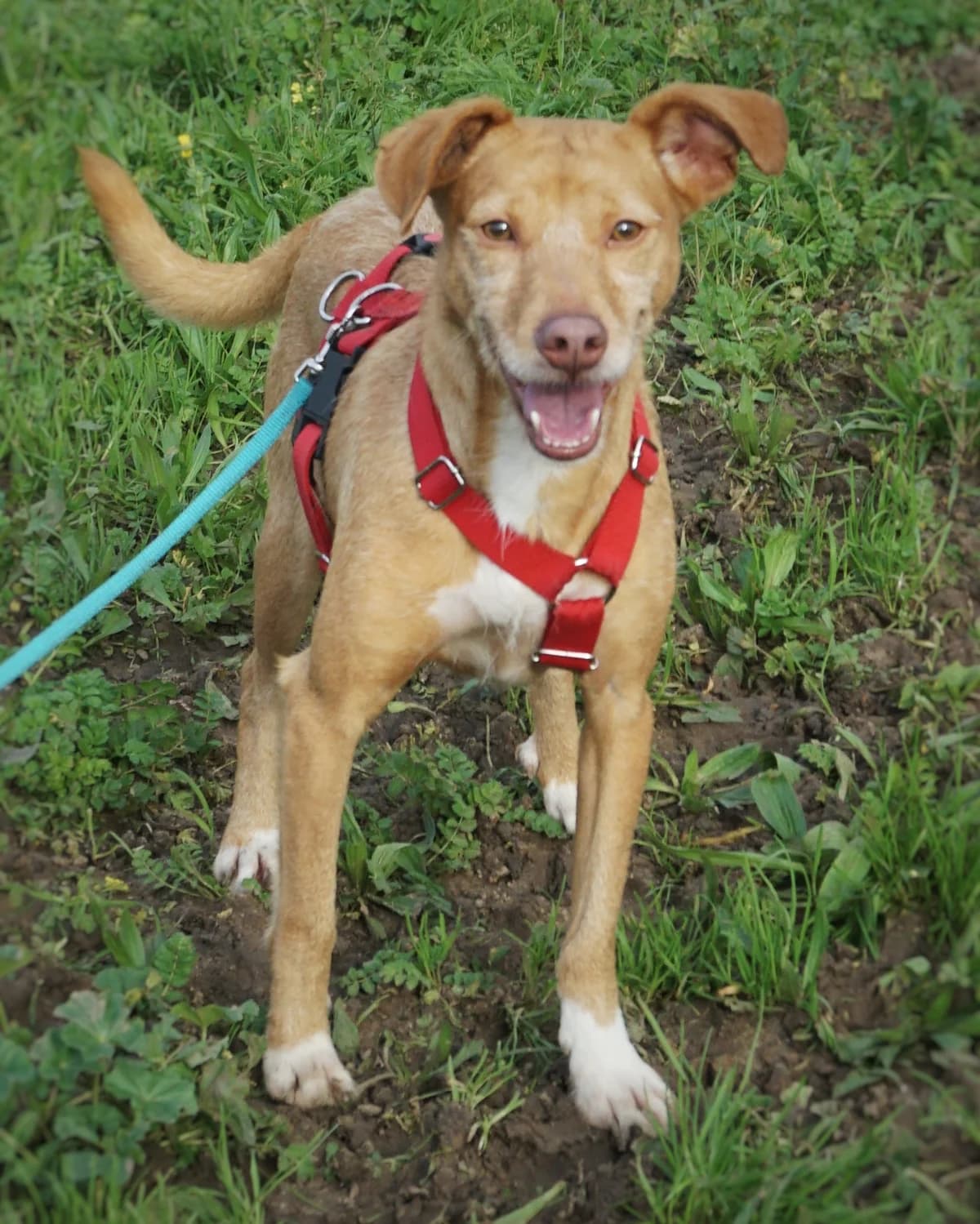 Clara, female Mixed Breed for adoption at Amigo Fiel Bombarral