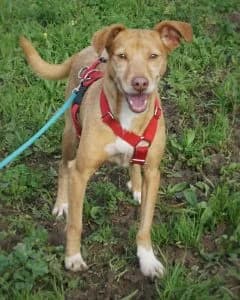 Clara, female Mixed Breed for adoption at Amigo Fiel Bombarral — photo 2 of 2