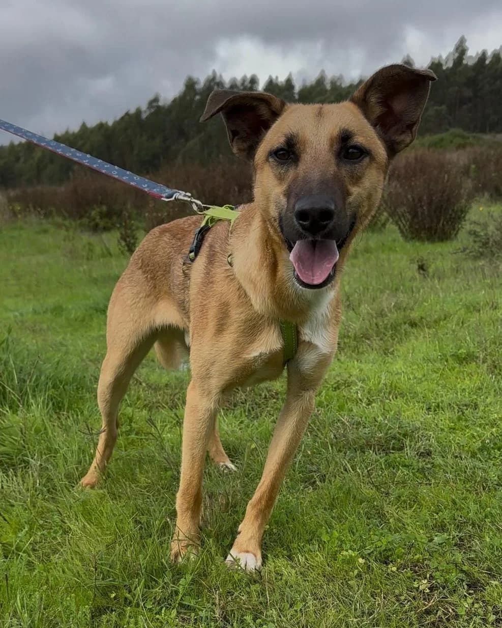 Coen, male Mixed Breed for adoption at Amigo Fiel Bombarral