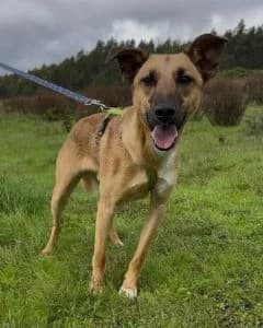 Coen, male Mixed Breed for adoption at Amigo Fiel Bombarral — photo 2 of 2